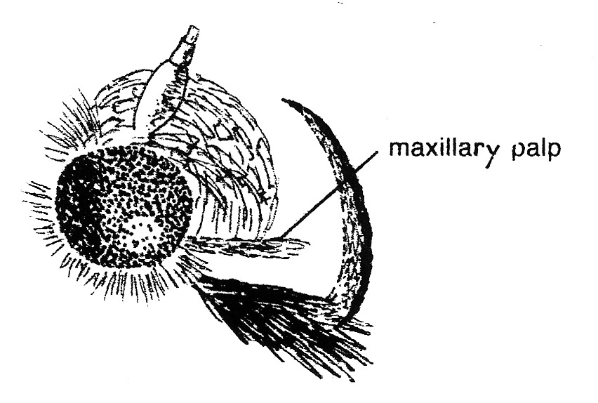 Head of Acrocercops brongniardella (Gracillariidae).